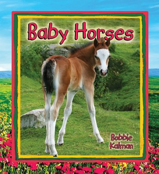 Kniha Baby Horses Bobbie Kalman