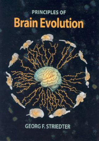 Książka Brain Evolution Georg F. Striedter
