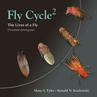 Könyv Fly Cycle 2 Tyler
