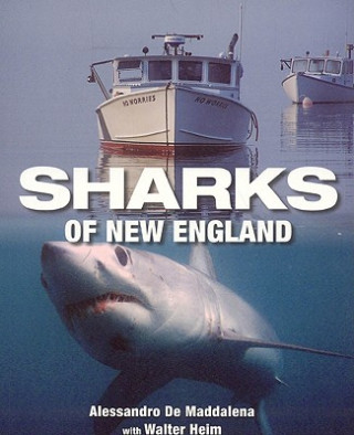 Kniha Sharks of New England Alessandrao De Maddalena