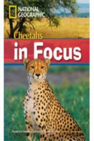Książka Cheetahs in Focus Rob Waring