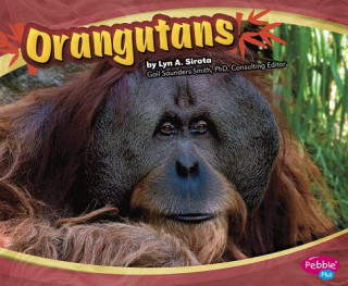 Knjiga Orangutans Lyn A. Sirota