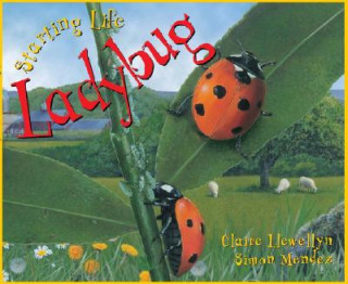 Kniha Starting Life: Ladybug Claire Llewellyn