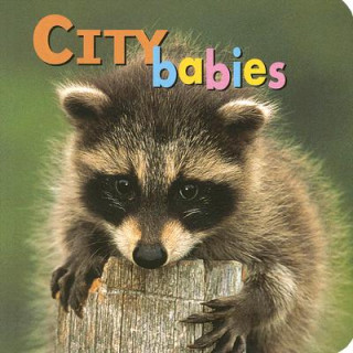 Carte City Babies Kristen McCurry