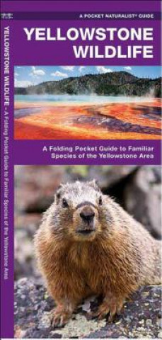 Carte Yellowstone Wildlife James Kavanagh