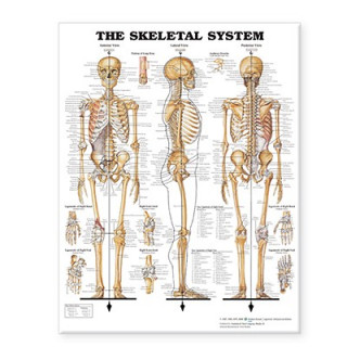 Prasa Skeletal System Giant Chart Anatomical Chart Company