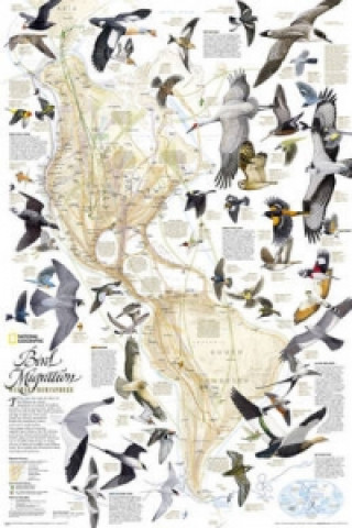 Nyomtatványok Bird Migration, Western Hemisphere, Tubed National Geographic Maps