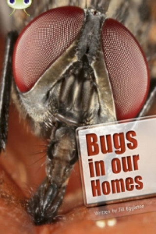 Kniha Bug Club Independent Non Fiction Year Two Lime A Bugs in our Homes Jill Eggleton