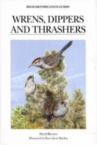 Kniha Wrens, Dippers and Thrashers David Brewer