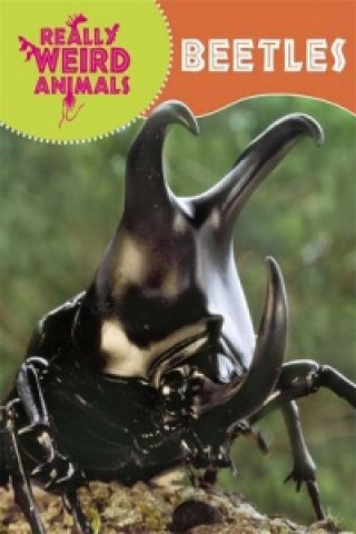 Kniha Really Weird Animals: Beetles Clare Hibbert