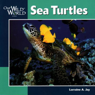Carte Sea Turtles Lorraine A. Jay