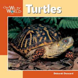 Carte Turtles Deborah Dennard