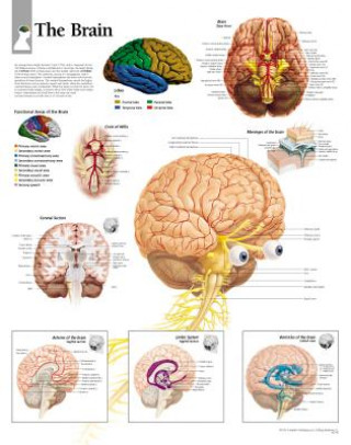 Printed items Brain Paper Poster Scientific Publishing