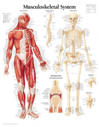 Tiskovina Musculoskeletal System Laminated Poster Scientific Publishing