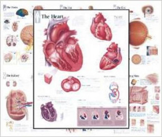 Kniha Body Organ Wall Chart Set Scientific Publishing