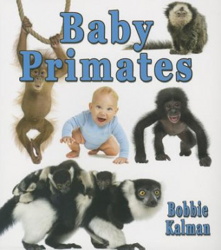 Kniha Baby Primates Bobbie Kalman