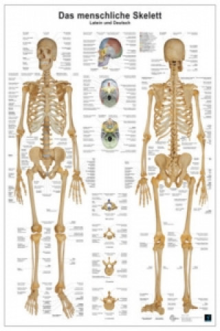 Játék Anatomie-Lerntafel - Das menschliche Skelett Andreas Busse