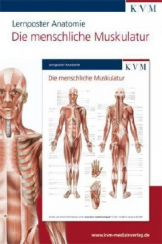 Materiale tipărite Die menschliche Muskulatur, 1 Poster 