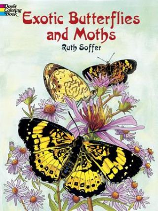 Carte Exotic Butterflies and Moths CB Ruth Soffer