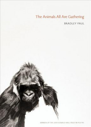 Livre Animals All Are Gathering, The Bradley Paul