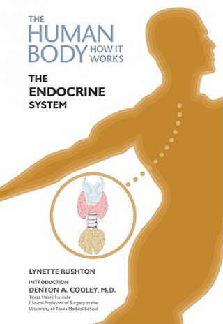 Книга Endocrine System Lynette Rushton