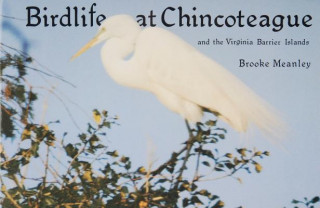 Książka Birdlife at Chincoteague and the Virginia Barrier Islands Brooke Meanley