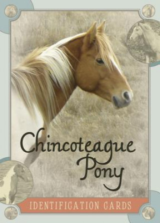 Carte Chincoteague Pony Identification Cards Lois Szymanski