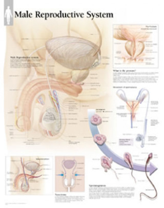 Printed items Male Reproductive Laminated Poster Scientific Publishing