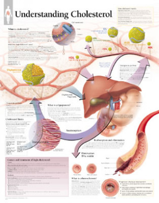 Tiskovina Understanding Cholesterol Laminated Poster Scientific Publishing