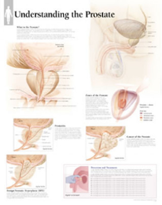 Nyomtatványok Understanding the Prostate Laminated Poster Scientific Publishing