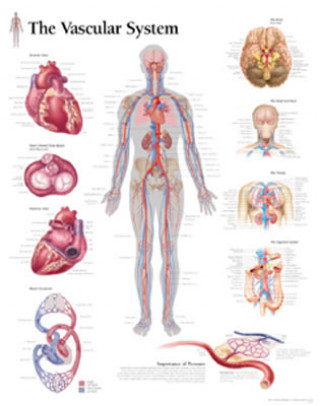 Prasa Vascular System Laminated Poster 