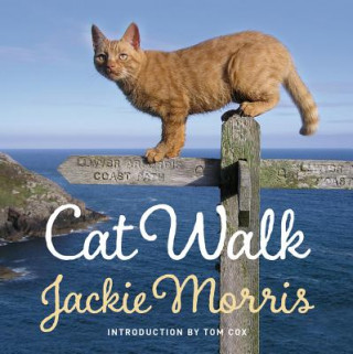 Könyv Cat Walk Jackie Morris