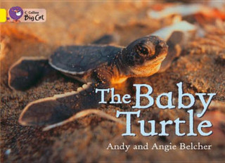 Kniha Baby Turtle Angie Belcher