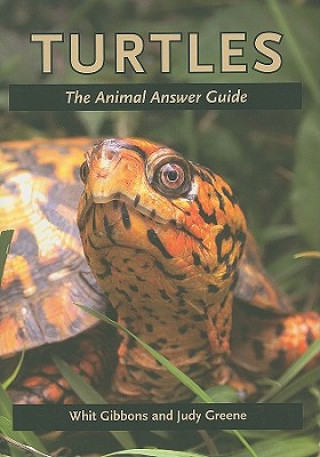 Könyv Turtles Judy Greene