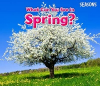 Kniha What Can You See In Spring? SMITH  SIAN