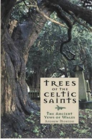 Kniha Trees of the Celtic Saints   The Ancient Yews of Wales Andrew Morton