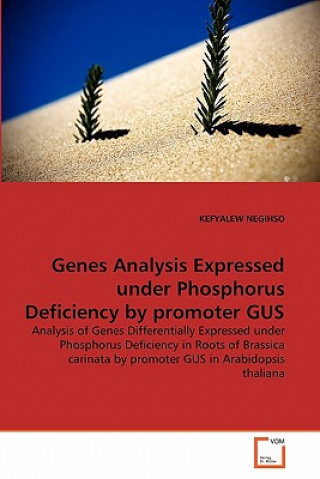 Buch Genes Analysis Expressed under Phosphorus Deficiency by promoter GUS Kefyalew Negihso