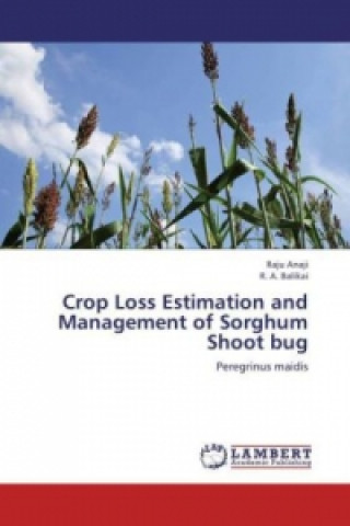 Könyv Crop Loss Estimation and Management of Sorghum Shoot bug Raju Anaji