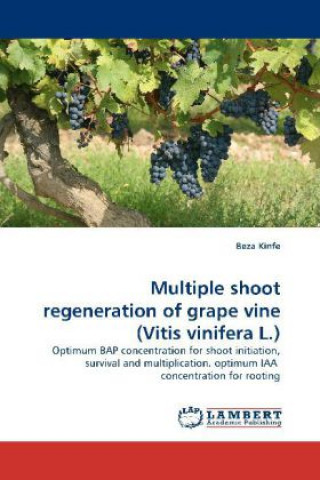 Carte Multiple shoot regeneration of grape vine (Vitis vinifera L.) Beza Kinfe