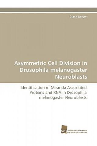 Könyv Asymmetric Cell Division in Drosophila Melanogaster Neuroblasts Diana Langer