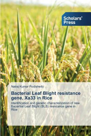 Buch Bacterial Leaf Blight resistance gene, Xa33 in Rice Natraj Kumar Podishetty