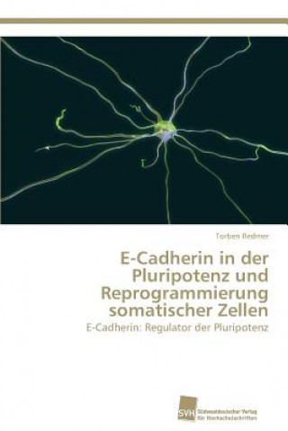 Carte E-Cadherin in der Pluripotenz und Reprogrammierung somatischer Zellen Torben Redmer