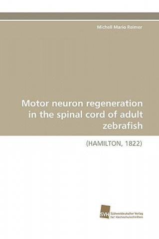 Kniha Motor Neuron Regeneration in the Spinal Cord of Adult Zebrafish Michell Mario Reimer
