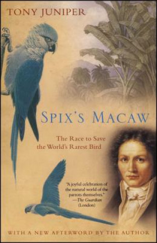 Carte Spix's Macaw Tony Juniper