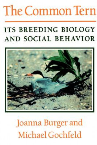 Carte Common Tern Professor Michael Gochfeld