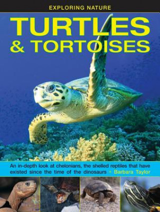 Kniha Exploring Nature: Turtles & Tortoises Barbara Taylor