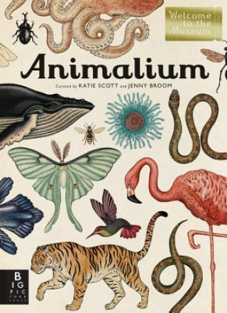 Книга Animalium Jenny Broom