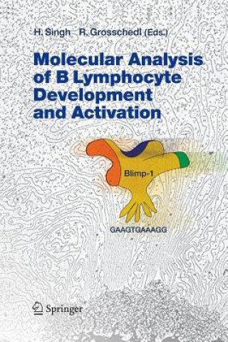 Livre Molecular Analysis of B Lymphocyte Development and Activation Rudolf Grosschedl