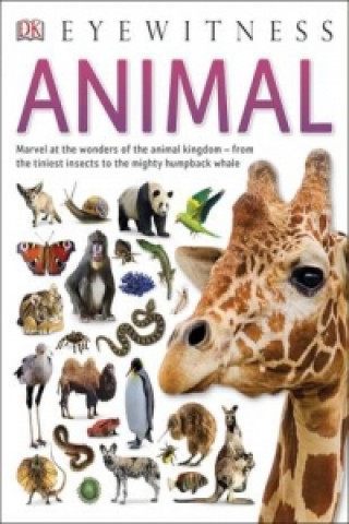 Книга Animal DK