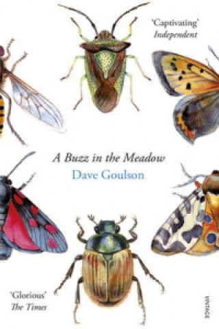 Kniha Buzz in the Meadow Dave Goulson